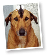 rat on a dogs head