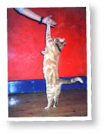 Cat High Five